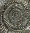 Dactylioceras Ammonite Fossil - England #100471-1